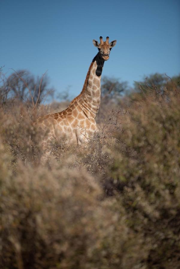 Morakane Safari Lodge Vryburg Buitenkant foto
